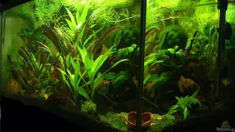 ohne die Hornkrautmasse von DerAusDemNixKam (6)