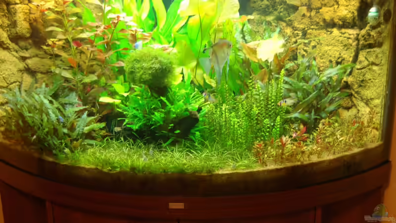 Ohne die Neons fehlt irgendwie was (Quaratäne wegen Ichthyophthirius multifilis) von Sven Seibert (46)