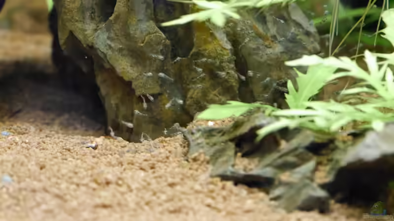 Aquarien mit Aequidens rivulatus (Einrichtungsbeispiele für Goldsaumbuntbarsch)