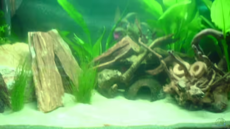 ohne fische :) aber mit beschwerung auf der wurzel ;) von julchen (1)