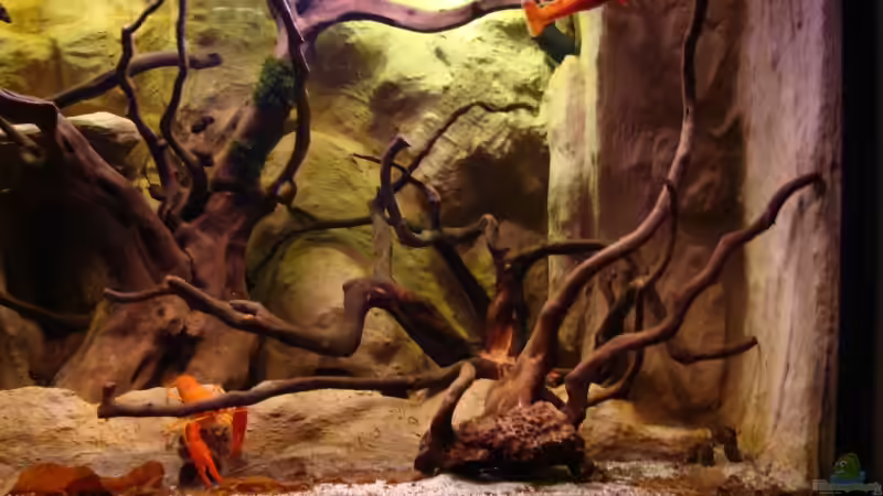 ohne Hornkraut...nach dem Kahlschlag von manzanarez (10)