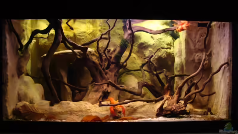 ohne Hornkraut...nach dem Kahlschlag von manzanarez (8)