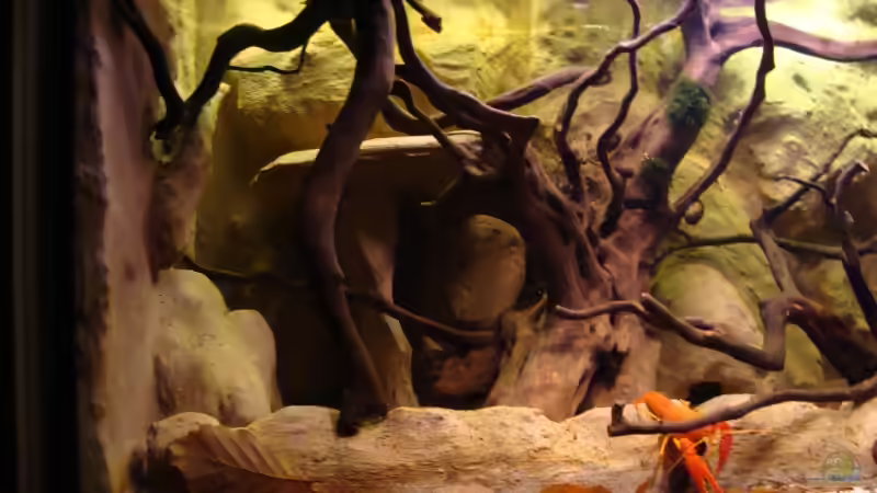 ohne Hornkraut...nach dem Kahlschlag von manzanarez (9)