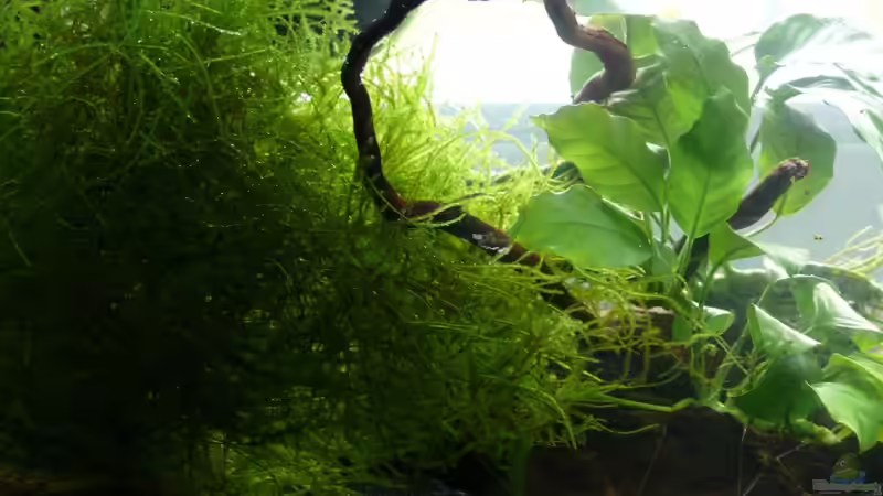 ohne Javafarn, konnte mich dann aber doch nicht trennen und habe ihn wieder reingesetzt von Die kleine Meerjungfrau (3)