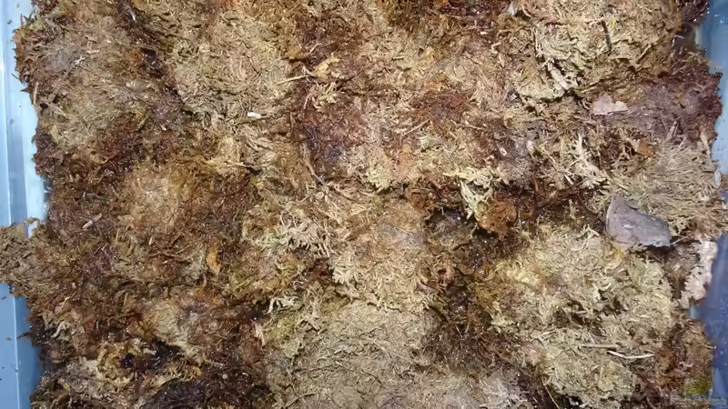 Ohne Moos, nichts los von Cichliden-Kabuff (3)