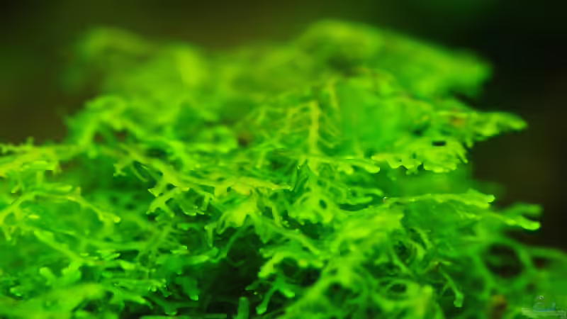 Ohne Moos nicht´s los im Aqua !!!