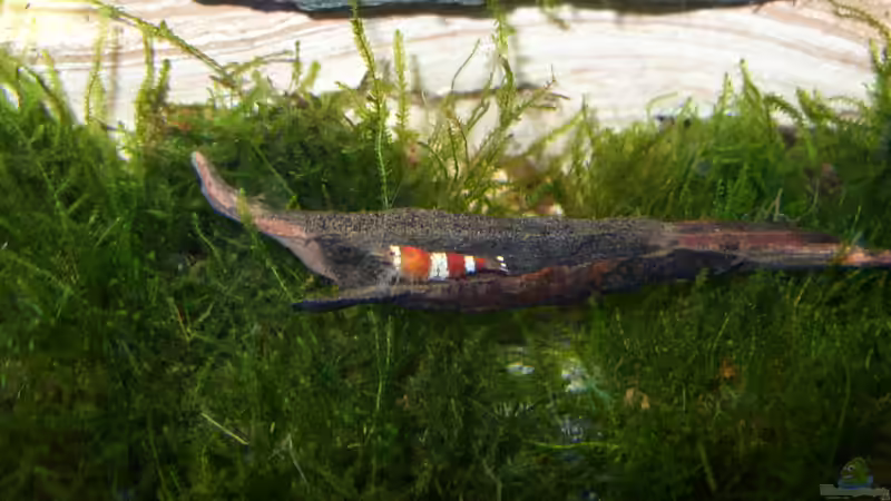 ohne Moos nix loooos von Nanonana (9)