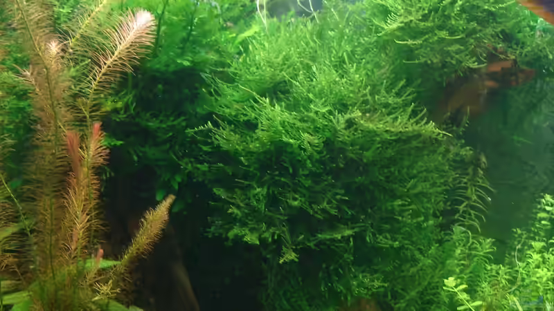 ohne Moos nix los - Javamoos von Grünhexe (53)