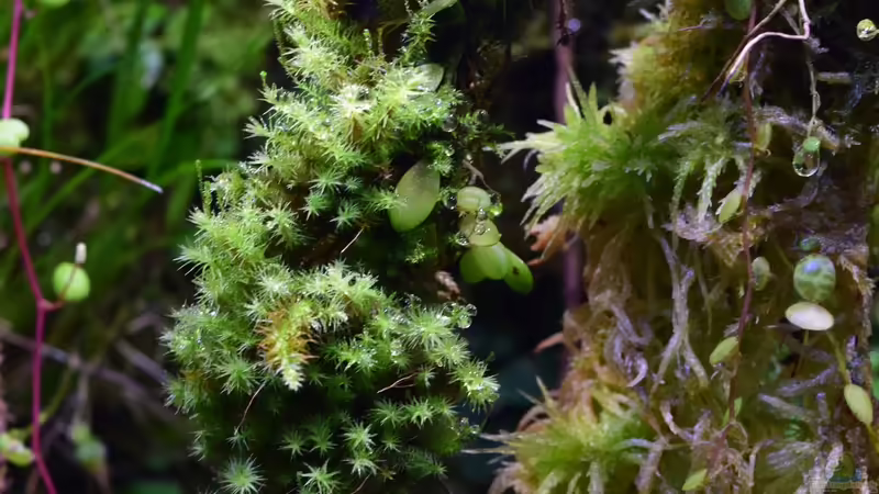 Ohne Moos nix los von Junglist (28)