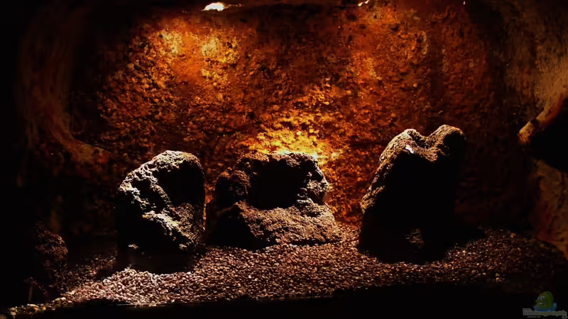 ohne Pflanzen von Falk (4)