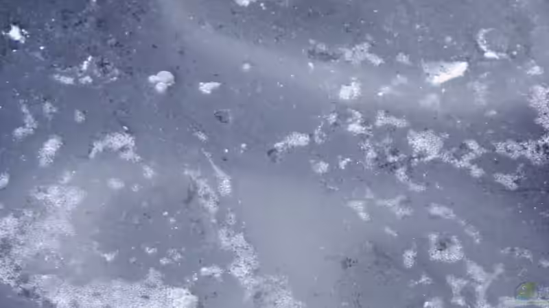 Ohne Wässern würde diese Brühe im Becken landen !!! von boffix (25)