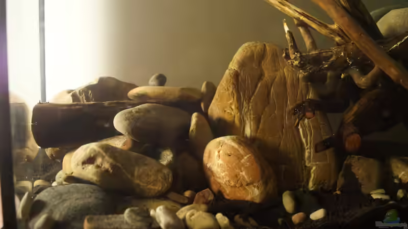 ohne Wasser von Rootsman (47)