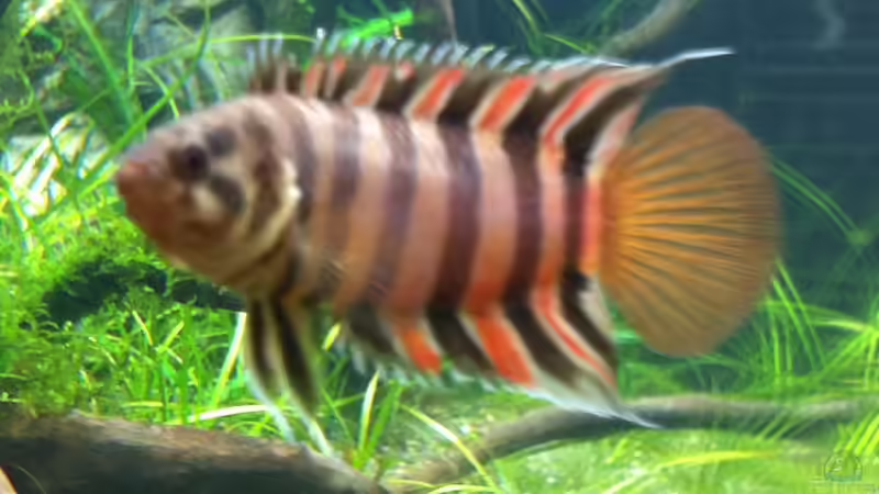 ohne Worte ;-)) von OrangeBuschfisch (17)