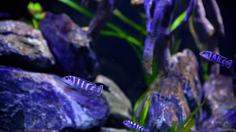 ohne Worte von Erik H. (13)