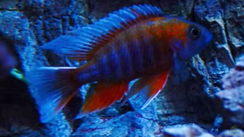 Ohne Worte von Frank Hopp (79)