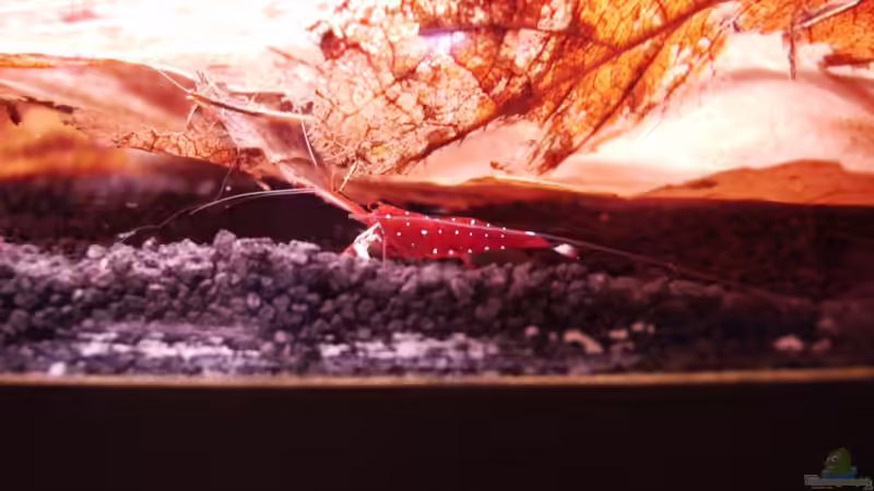 Ohne Worte! von Stefan Bischoff (15)