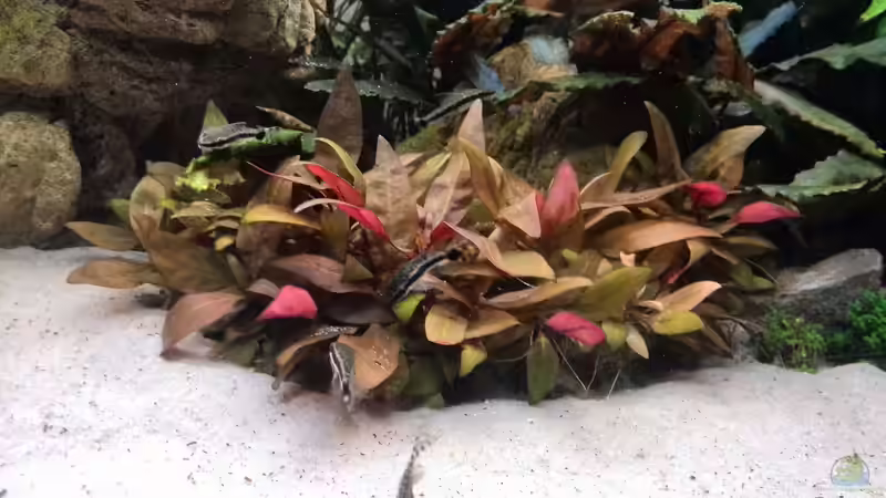 Ohrengitterharnischwelse von Vancouver2010 (40)