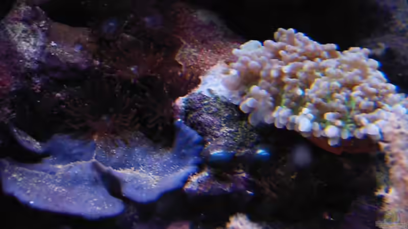 Ohrenschwamm und Rhodactis von Putorius Furo (14)