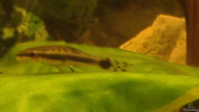 Ohrgitter-Harnisch-Wels von Marcel Massow (17)