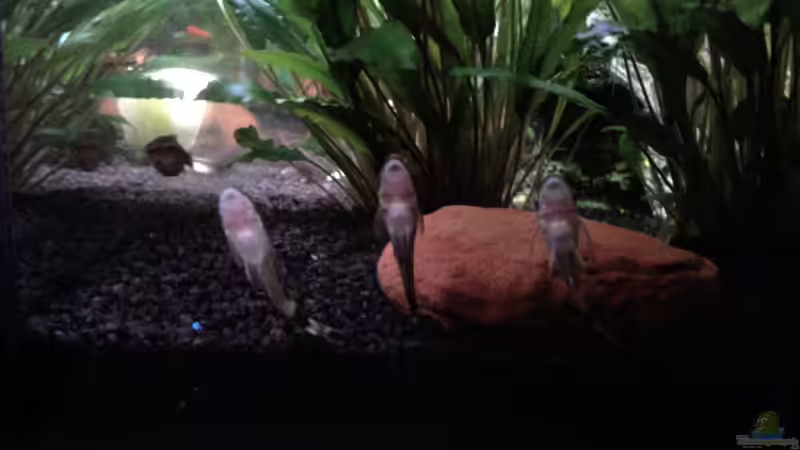 Aquarien mit Otocinclus hoppei (Ohrgitter-Harnischwels)