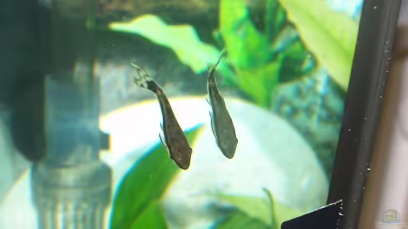 Aquarien mit Macrotocinclus affinis (Gestreifter Ohrgitter-Harnischwels)