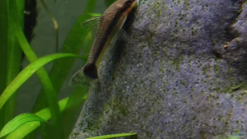 Ohrgitter Harnischwels (Otocinclus) von Stephan Münker (4)