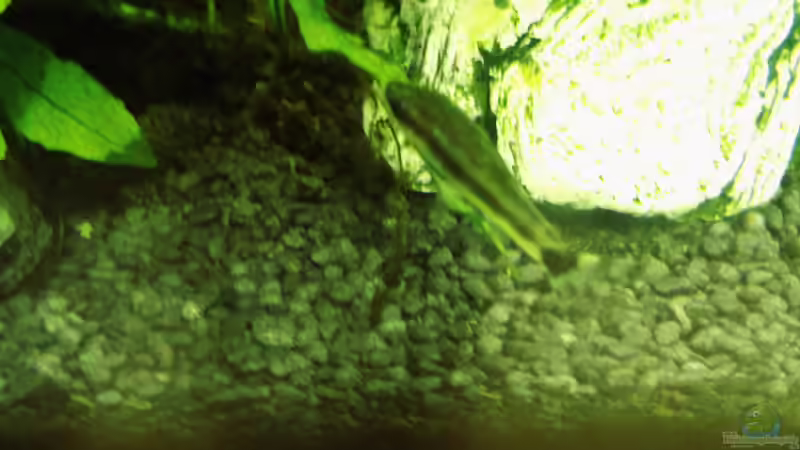 Ohrgitter-Harnischwels säubert Anubias var. nana... von aqua david (8)