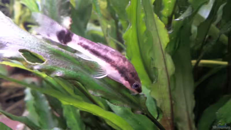 Ohrgitter-Harnischwels von BVB-Barbe (7)