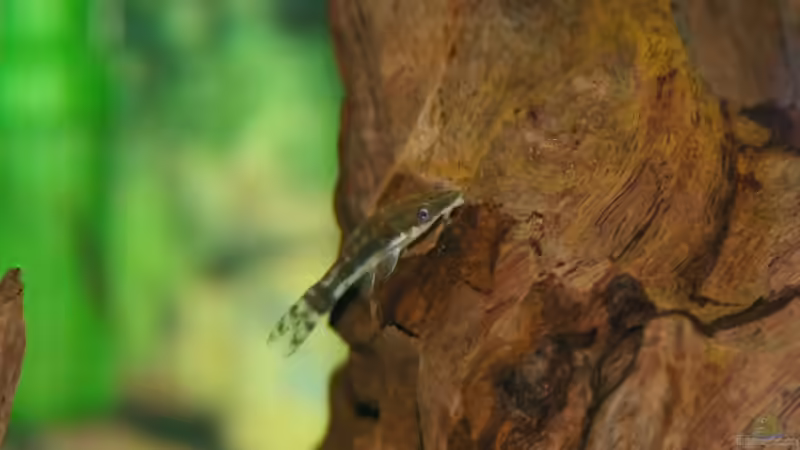 Ohrgitter Harnischwels von Denis Aschenbach (15)