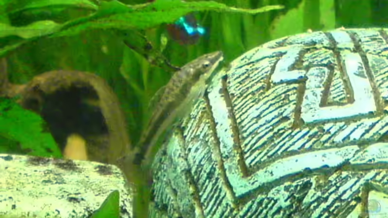 Ohrgitter Harnischwels von Dornauge xxl (29)