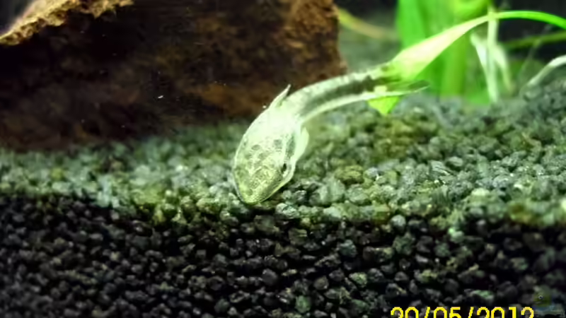 Ohrgitter Harnischwels von Günther Kröger (60)