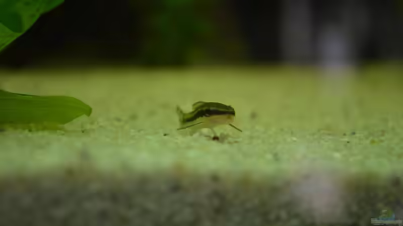 Ohrgitter Harnischwels von Jensen82 (7)