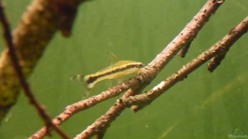 Ohrgitter harnischwels von Leon St (17)