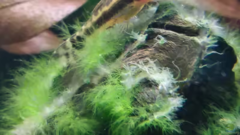 Ohrgitter-Harnischwels von Ralf.SOS (5)