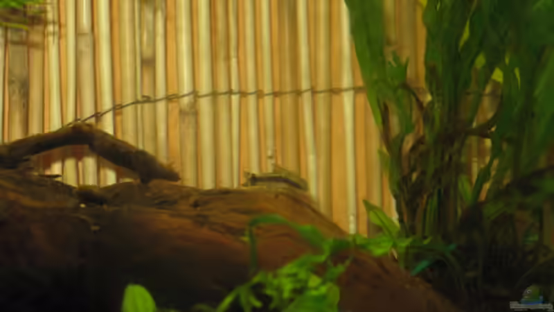 Aquarien mit Otocinclus hoppei (Ohrgitter-Harnischwels)