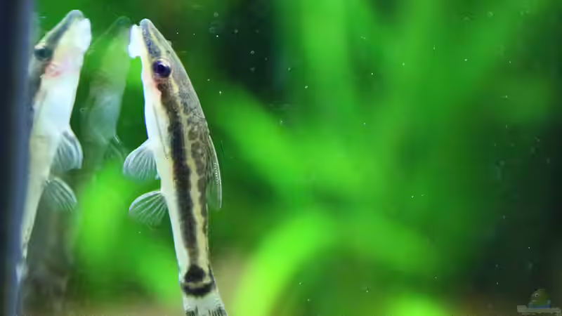 Ohrgitter-Harnischwelse von Dirk F. (28)