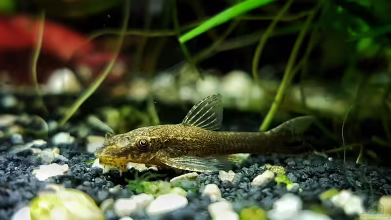 Ohrgitter-Zwergharnisch (negro) von H4rdei (13)