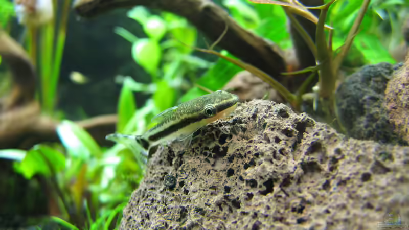 Aquarien mit Otocinclus macrospilus (Ohrgitterwels)