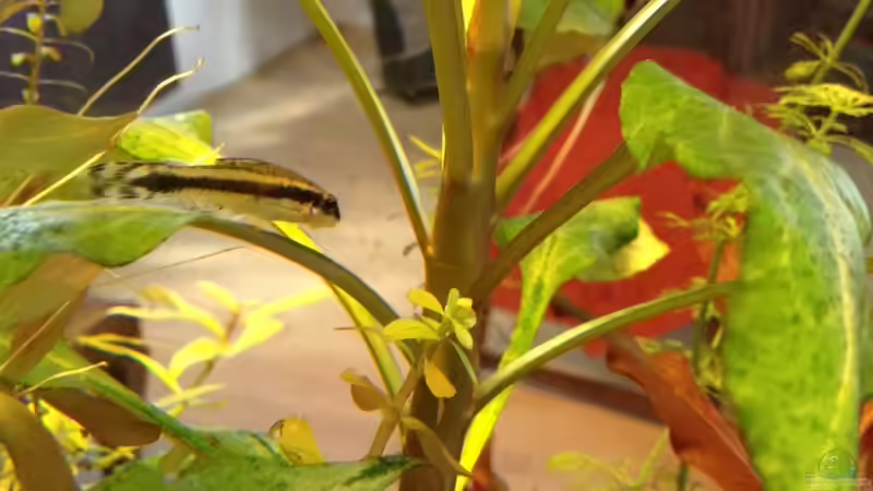 Ohrgitterharnischwels  von Ceylon (76)