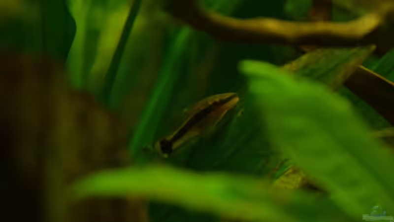 Ohrgitterharnischwels 1 von Jan Marc (15)