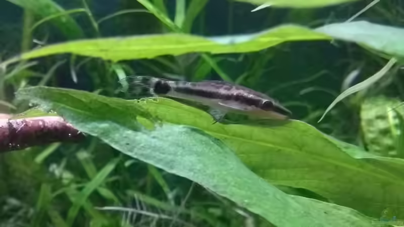 Ohrgitterharnischwels (Otocinclus affinis) von Stephy (23)