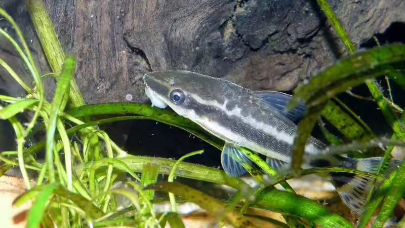 Ohrgitterharnischwels (Otocinclus hoppei) von Ravenclaw57 (45)