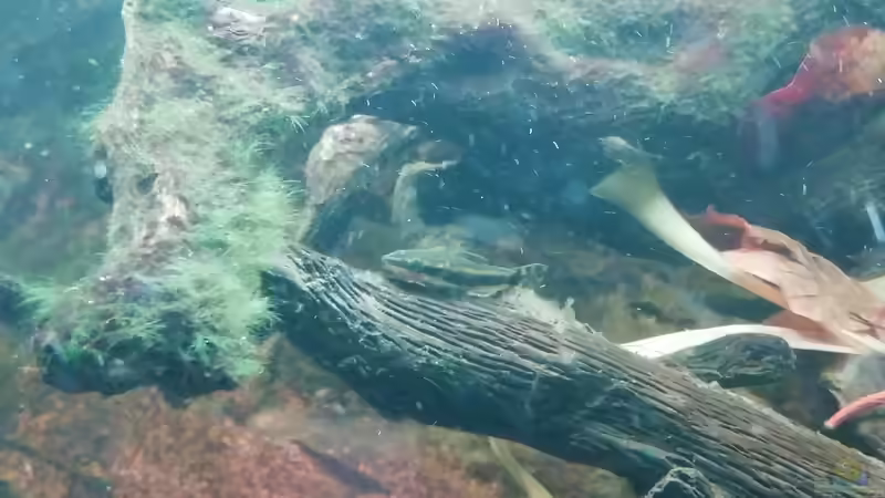 Ohrgitterharnischwels von - Stephen - (33)