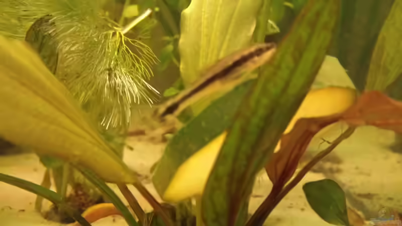 Ohrgitterharnischwels von AustroTom (32)