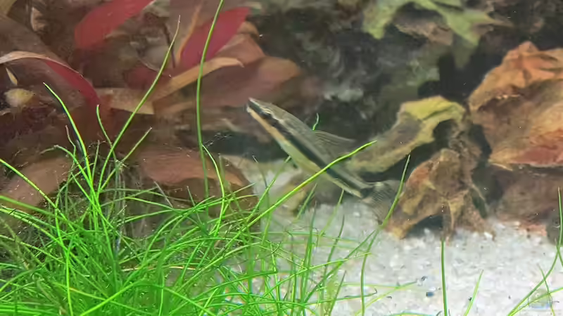 Ohrgitterharnischwels von Chris-BluBB (12)