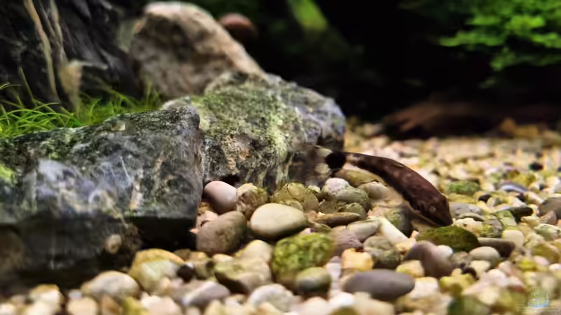 Ohrgitterharnischwels von Comander (39)