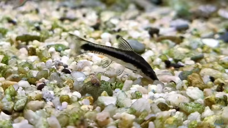 Ohrgitterharnischwels von Comander (44)