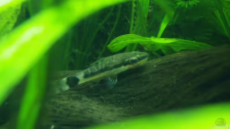 Ohrgitterharnischwels von Einecke (6)