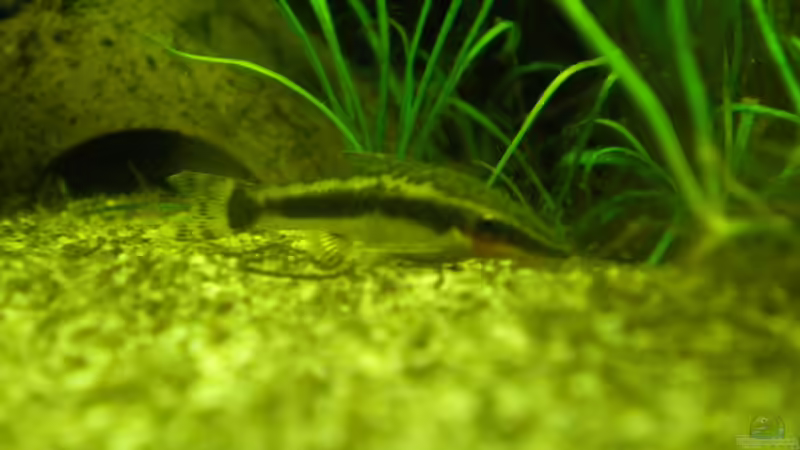 Ohrgitterharnischwels von Erwinio (18)