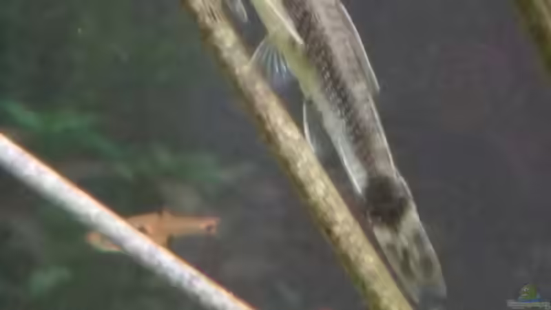 Ohrgitterharnischwels von Ichigo (56)